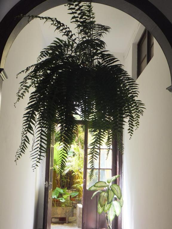 Casa Colonial Cejas Hotel Santa Cruz de Tenerife Exterior photo